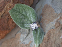 Sunshine Reeves Star Stamped SS Ring